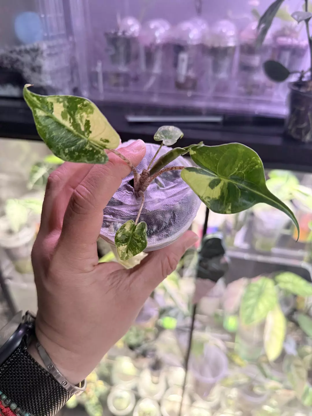 Alocasia Stingray Aurea 🍃💚 thumbnail