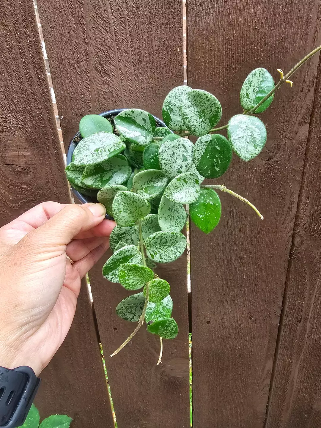 Mathilda splash thumbnail