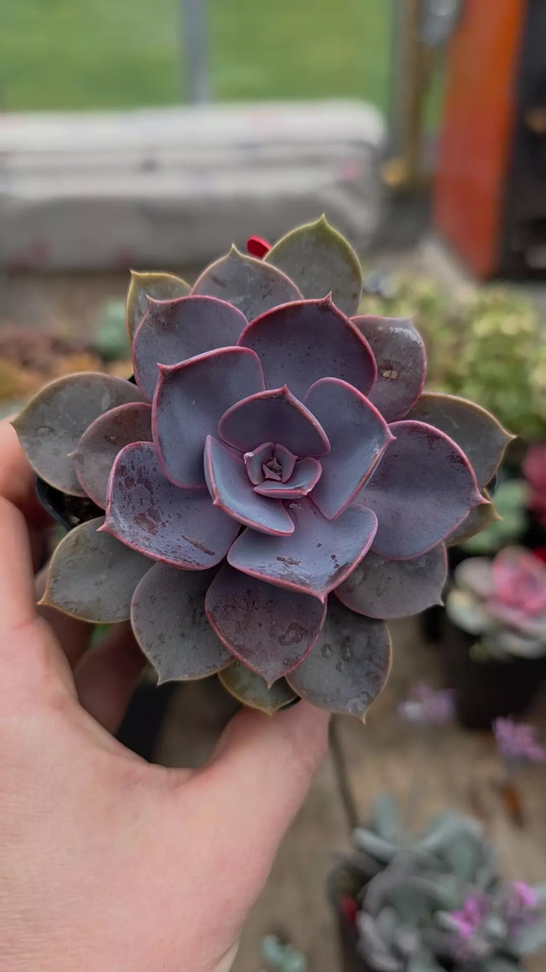 Purple pearl echeveria thumbnail
