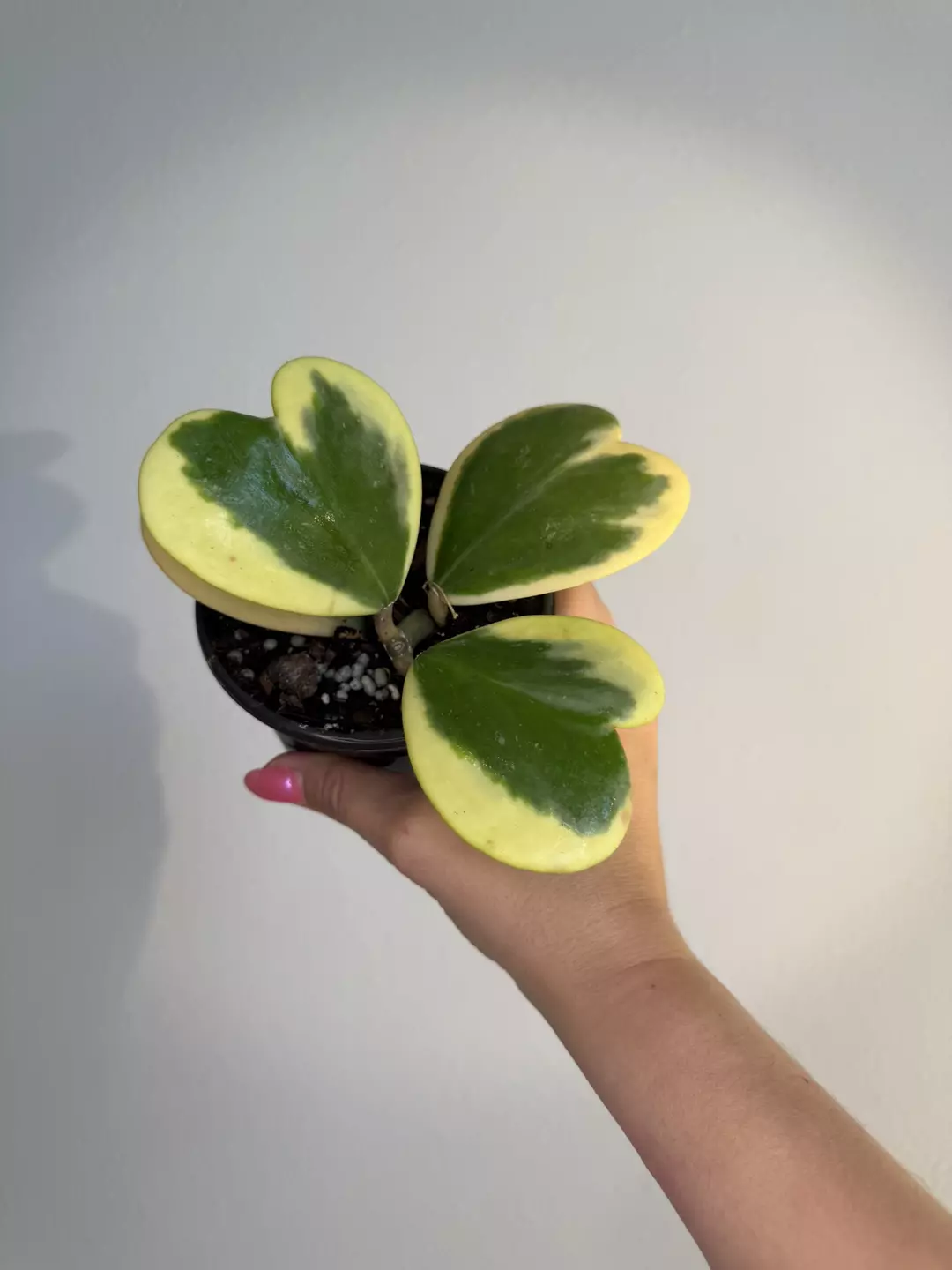 Hoya Kerri var  thumbnail