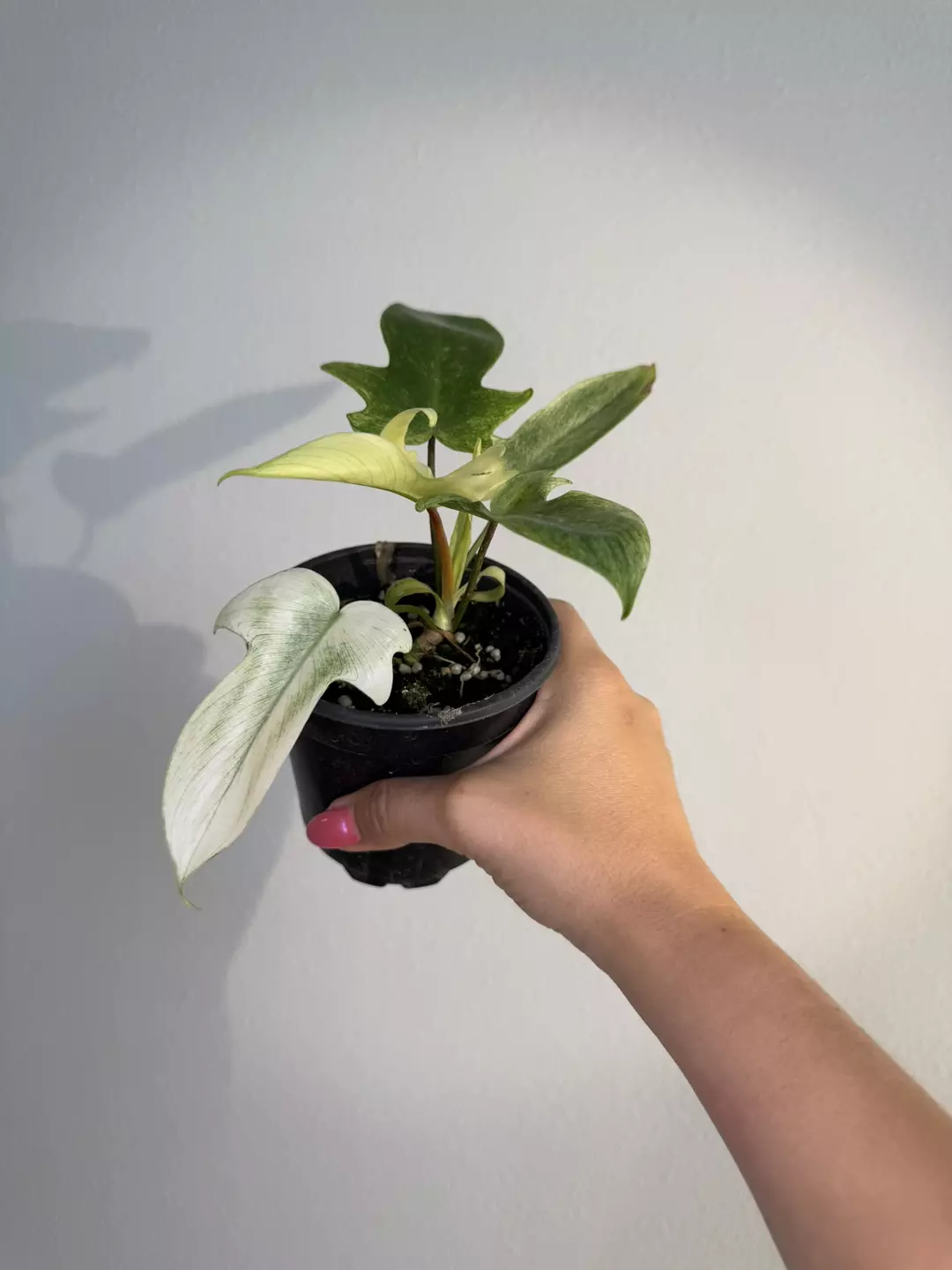 Philodendron Florida ghost mint  thumbnail