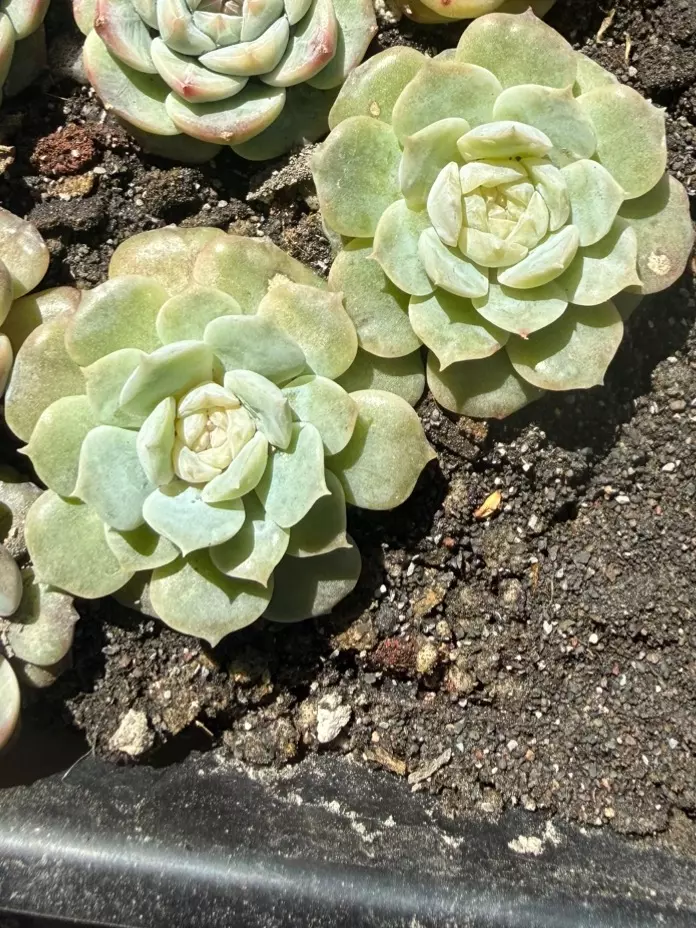 Echeveria Pure Love thumbnail