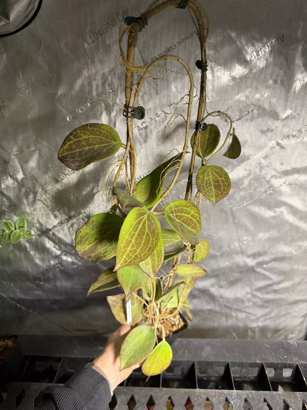 Hoya Merrillii  thumbnail