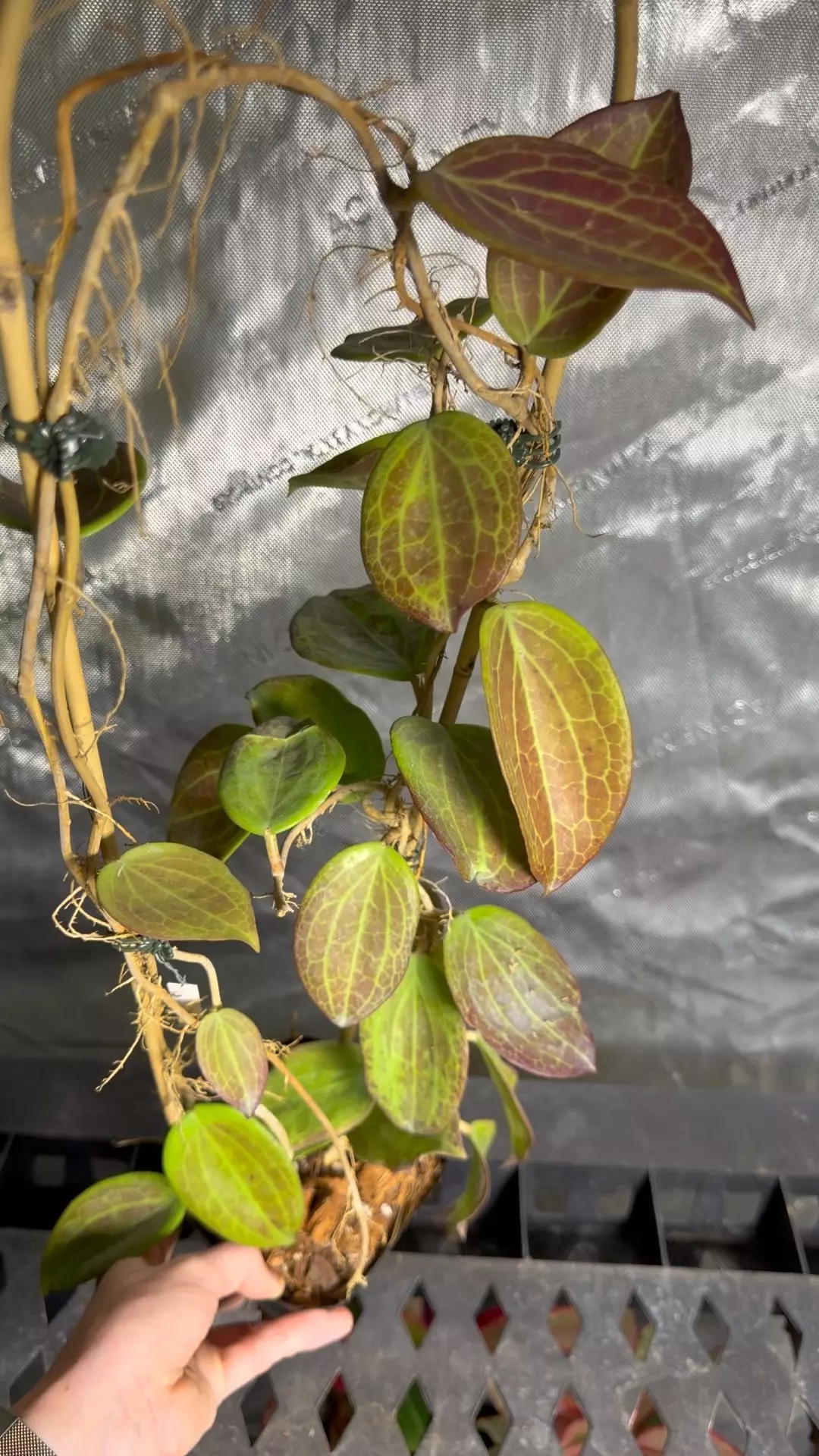 Hoya Merrilli  thumbnail