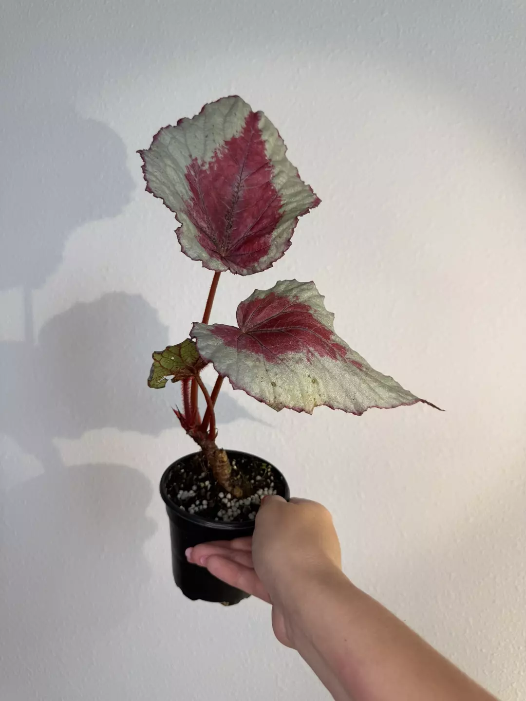 Begonia sp #3 thumbnail