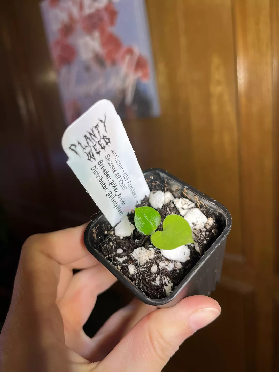 NSE Port x Besseae ‘Chili’ (Max Aroids) thumbnail