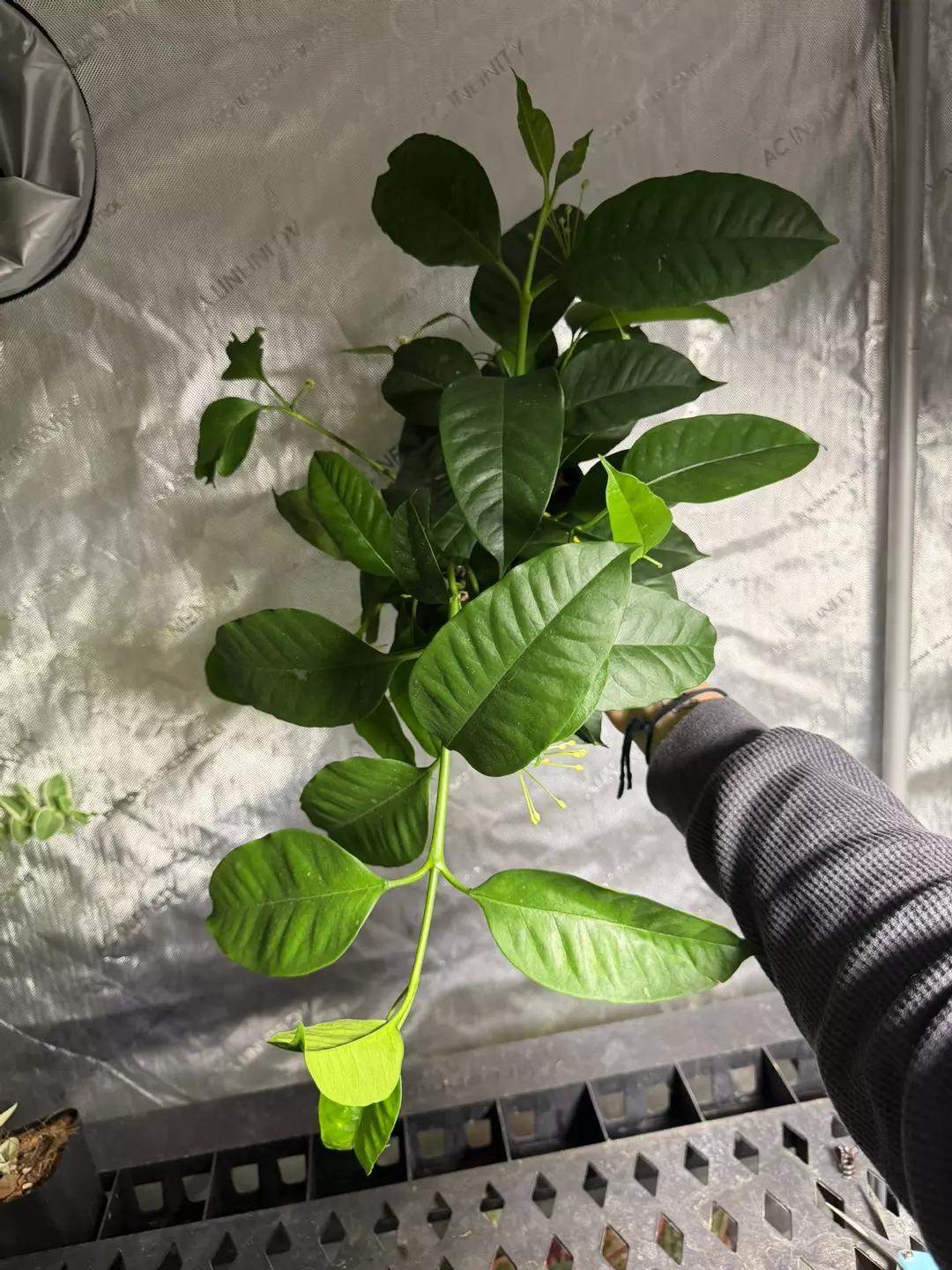 Hoya Shooting Star thumbnail