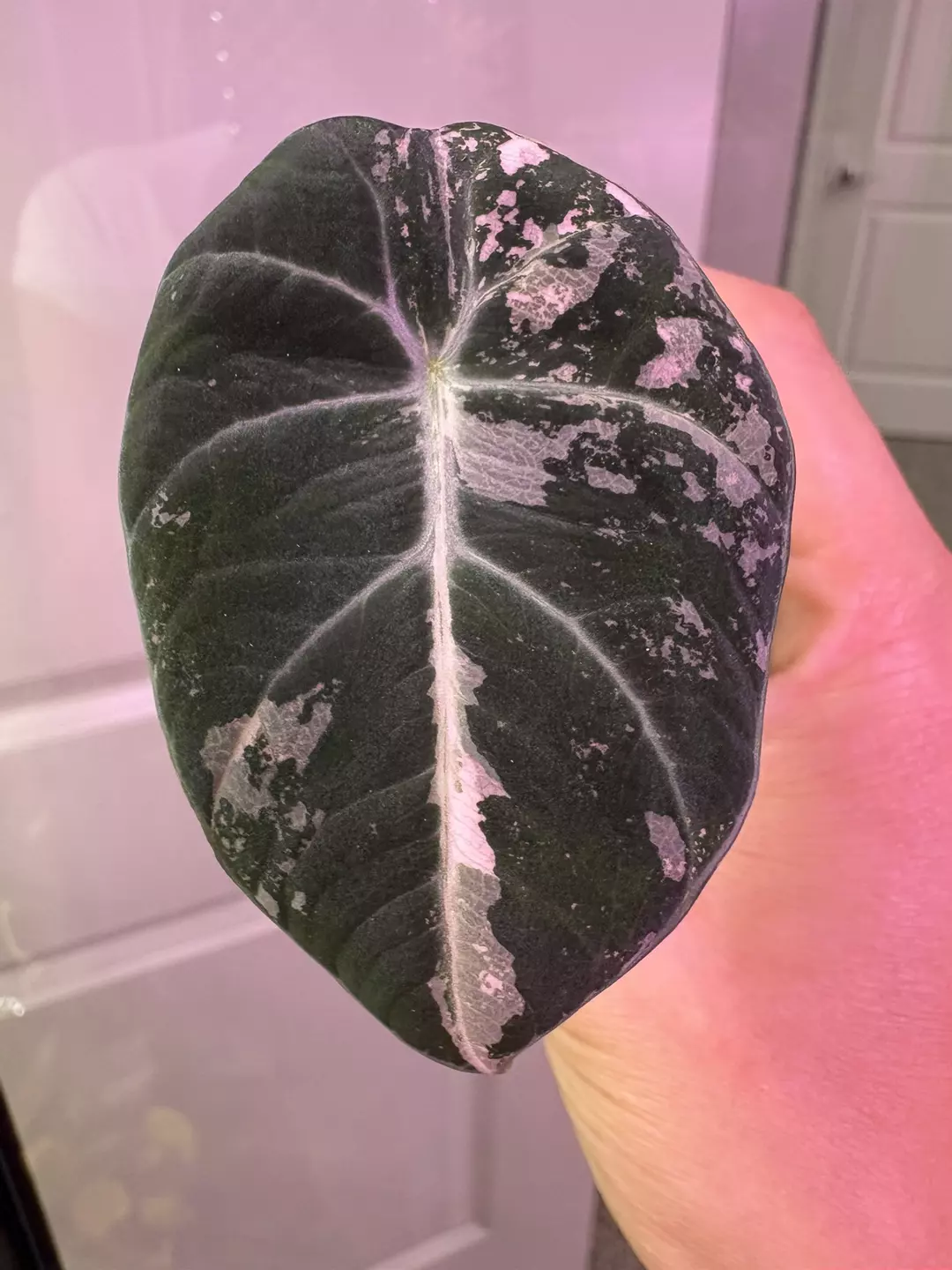 Pink Black Velvet Pup thumbnail