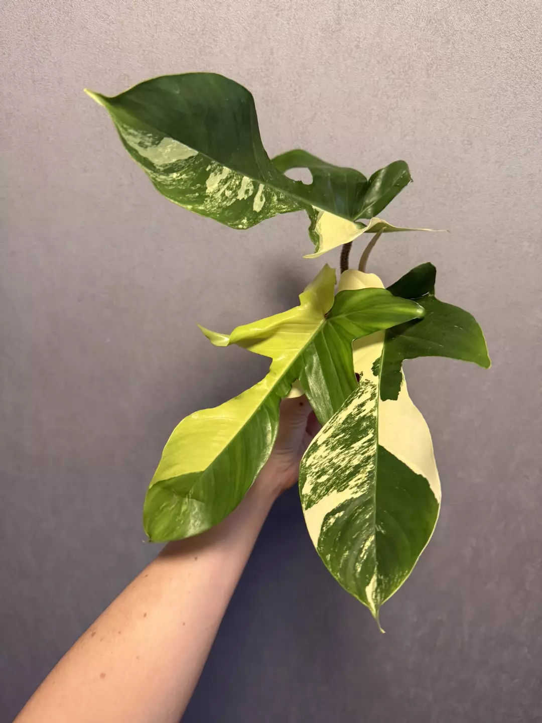 Philodendron Florida Beauty x Squamiferium thumbnail