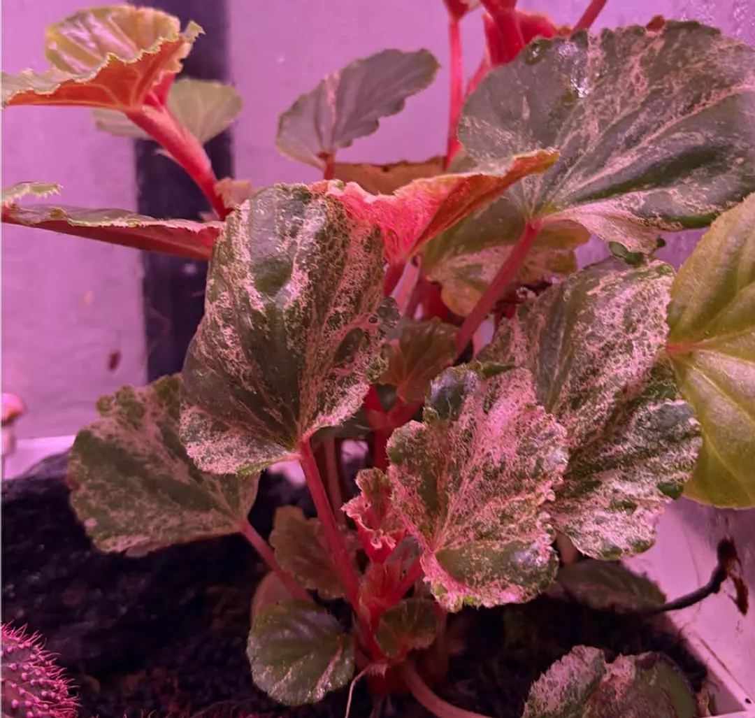 Pink Cucullata thumbnail