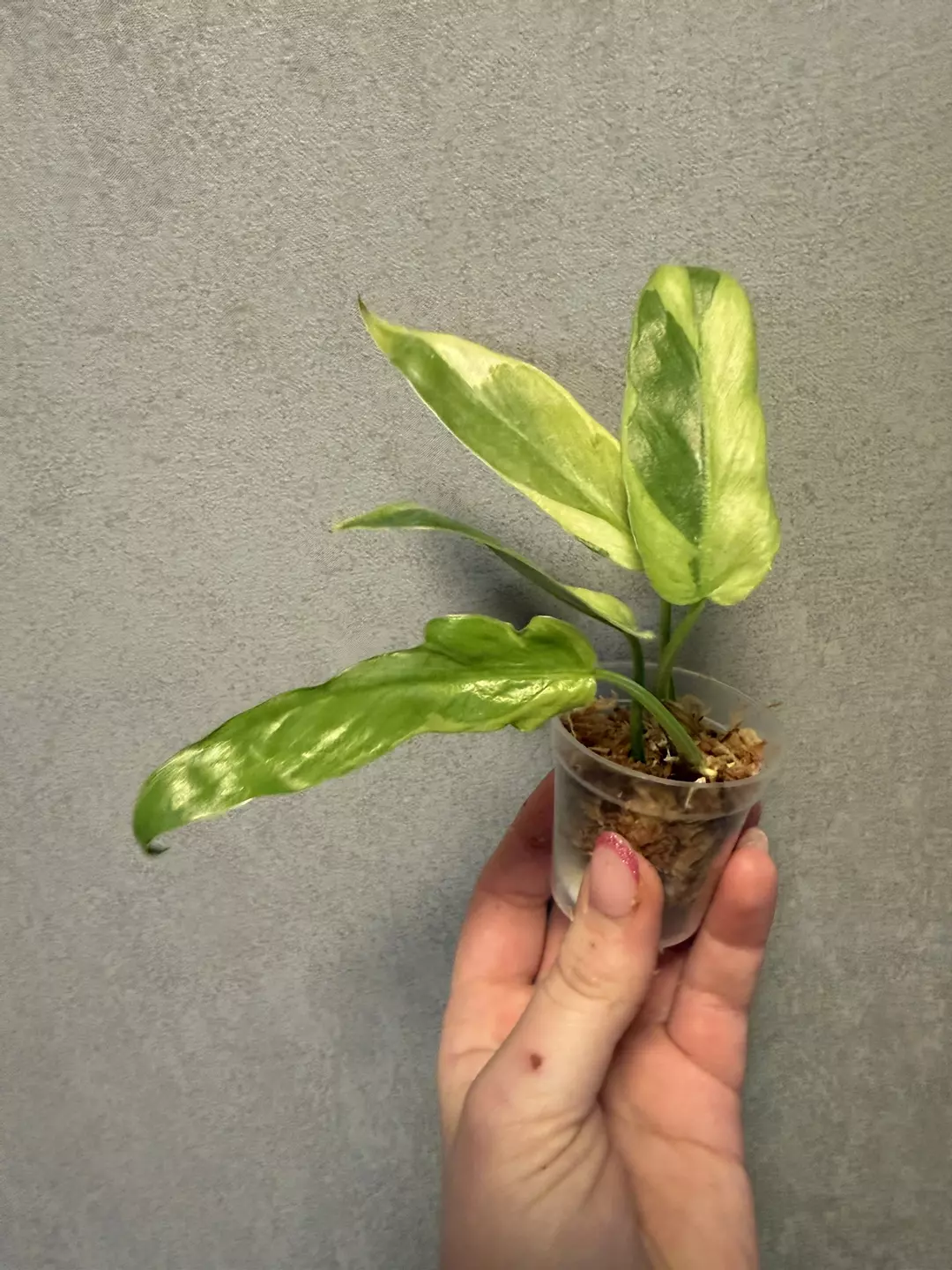 Philodendron Golden Dragon Mutation thumbnail