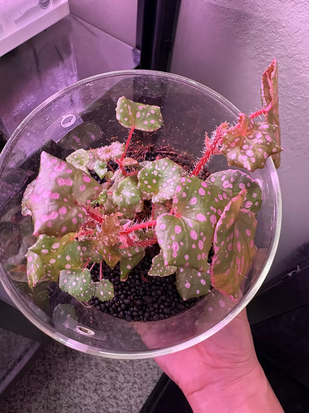 Muara Wahau thumbnail