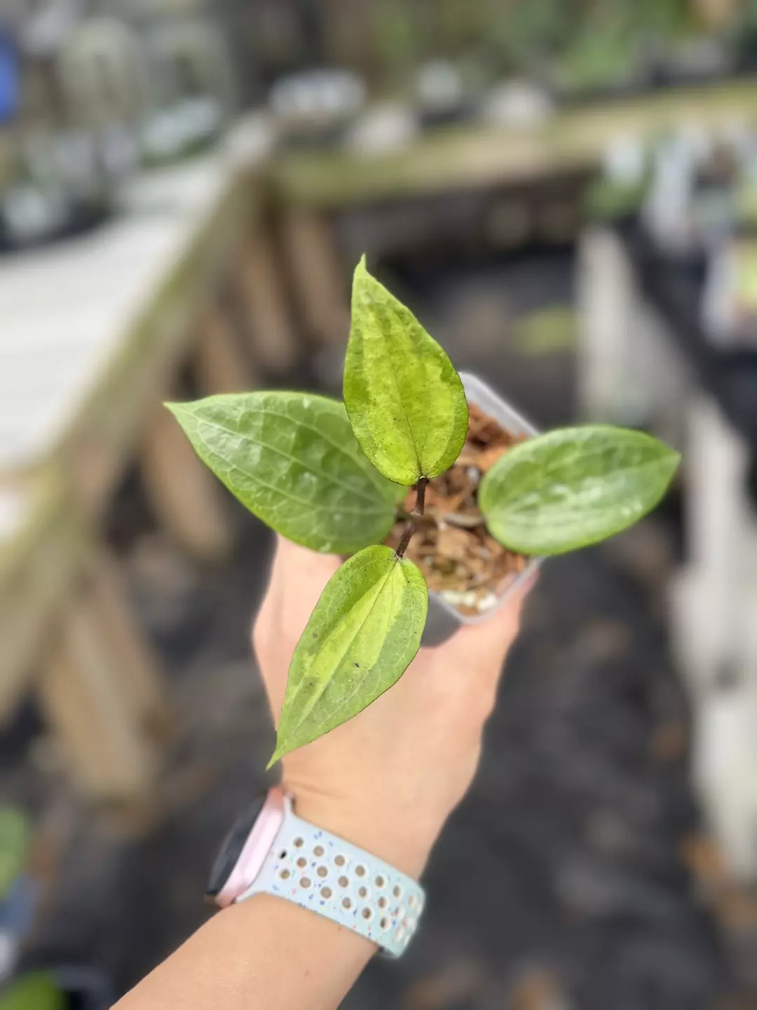 Hoya glabra inner variegated thumbnail