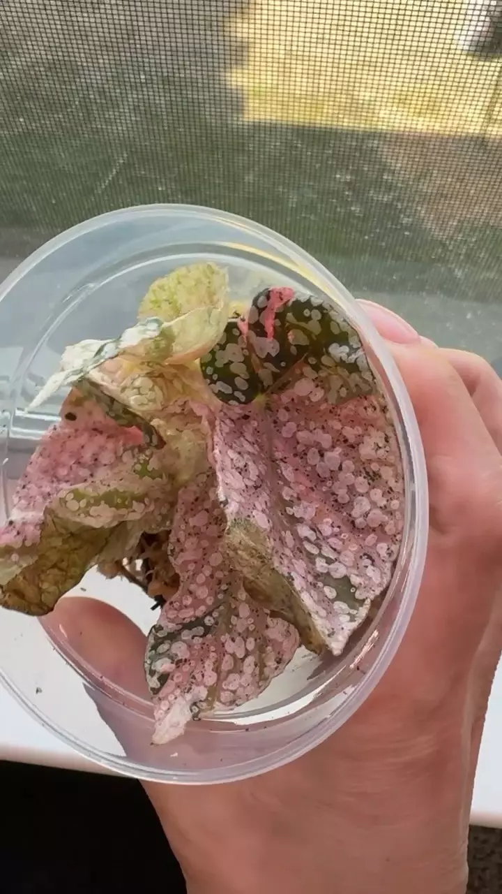 Snow capped Begonia  thumbnail