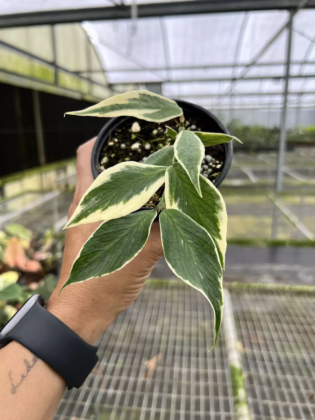 4” Hoya Polineura Variegated C - Exact Plant🌱 thumbnail