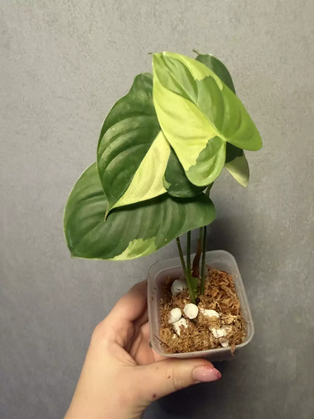philodendron oxapapense variegated thumbnail