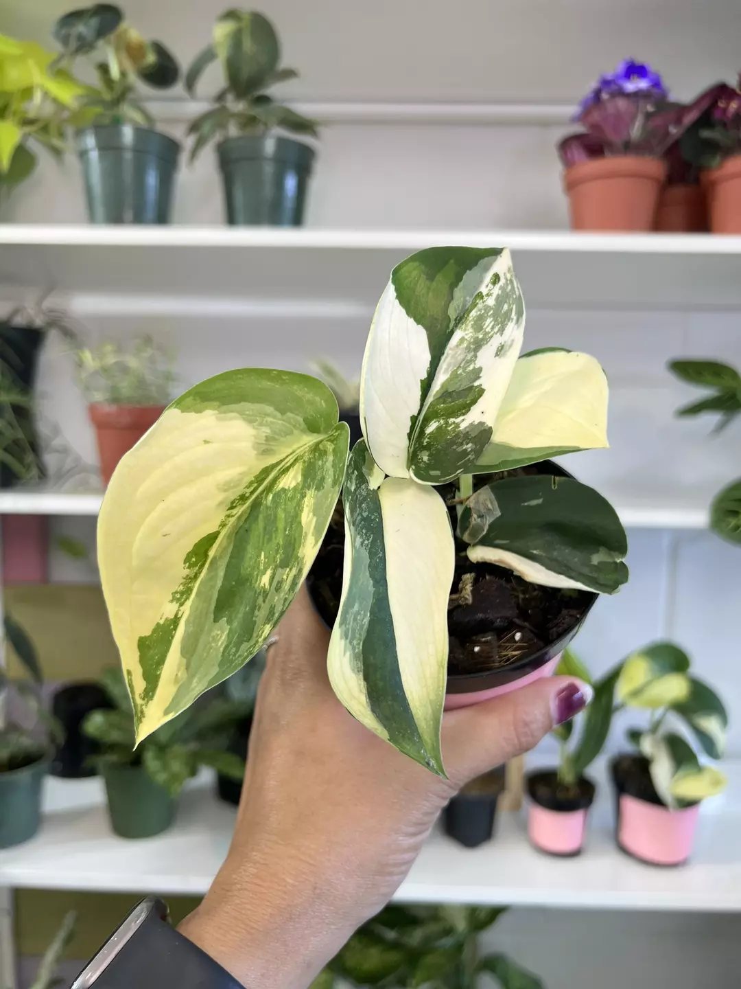 4” Scindapsus Jade Satin Variegated - Exact Plant🌱 thumbnail