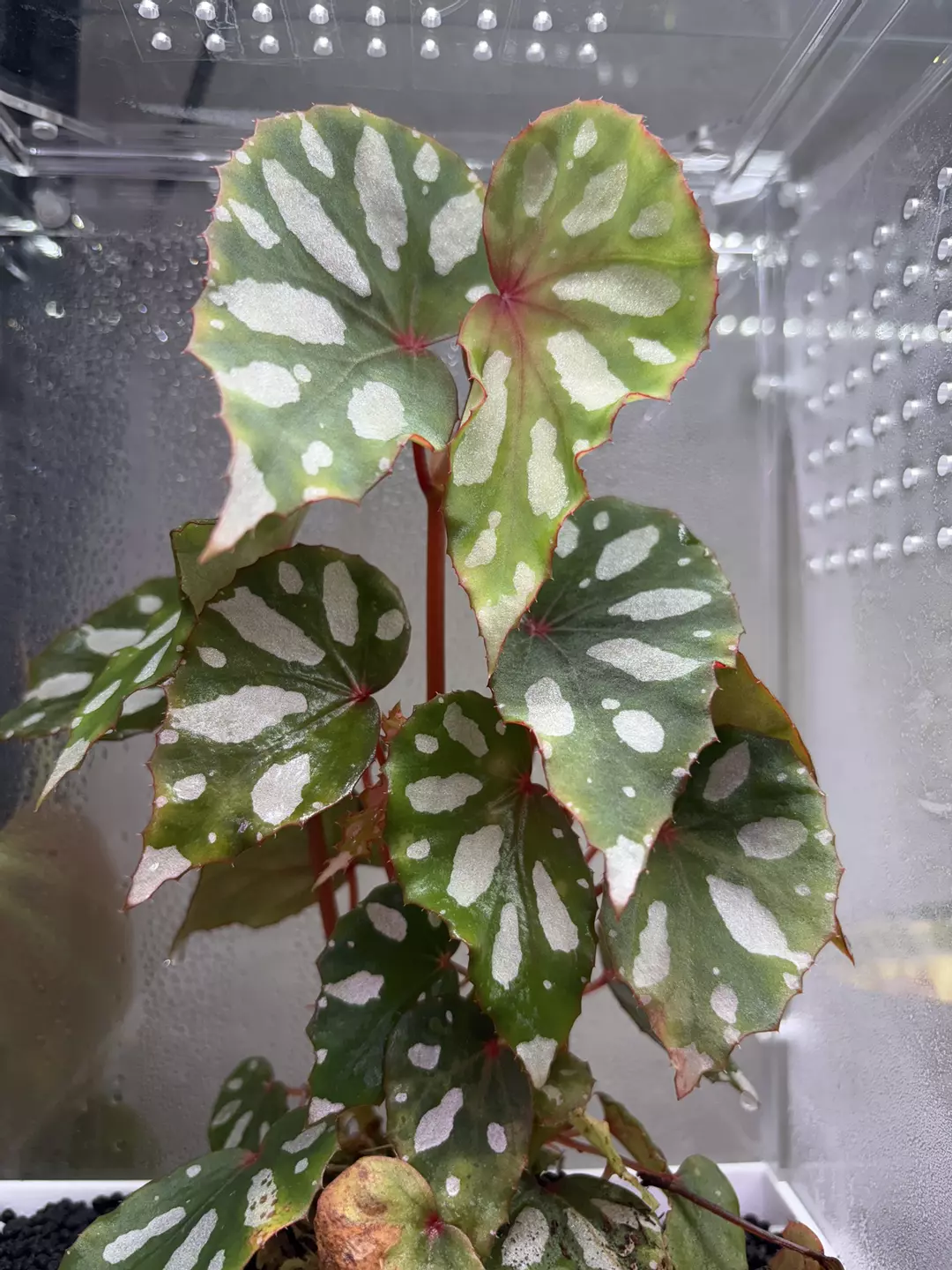 Lahad Datu thumbnail