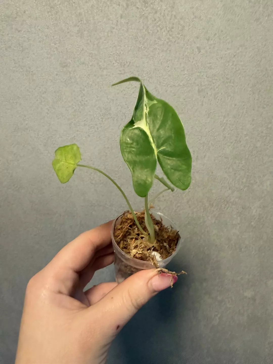 Alocasia Longiloba Lava Albo thumbnail