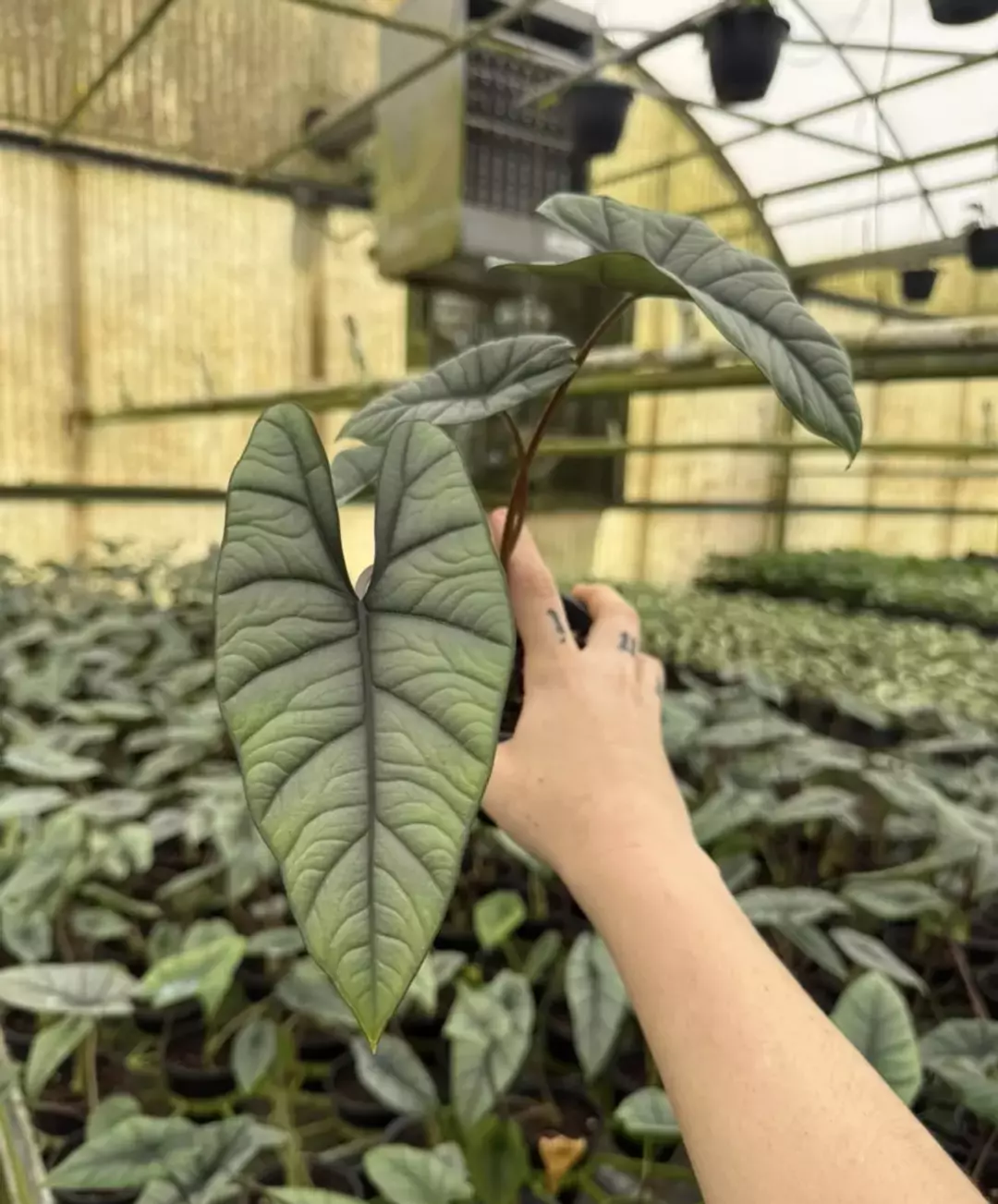 Alocasia platinum 4” thumbnail