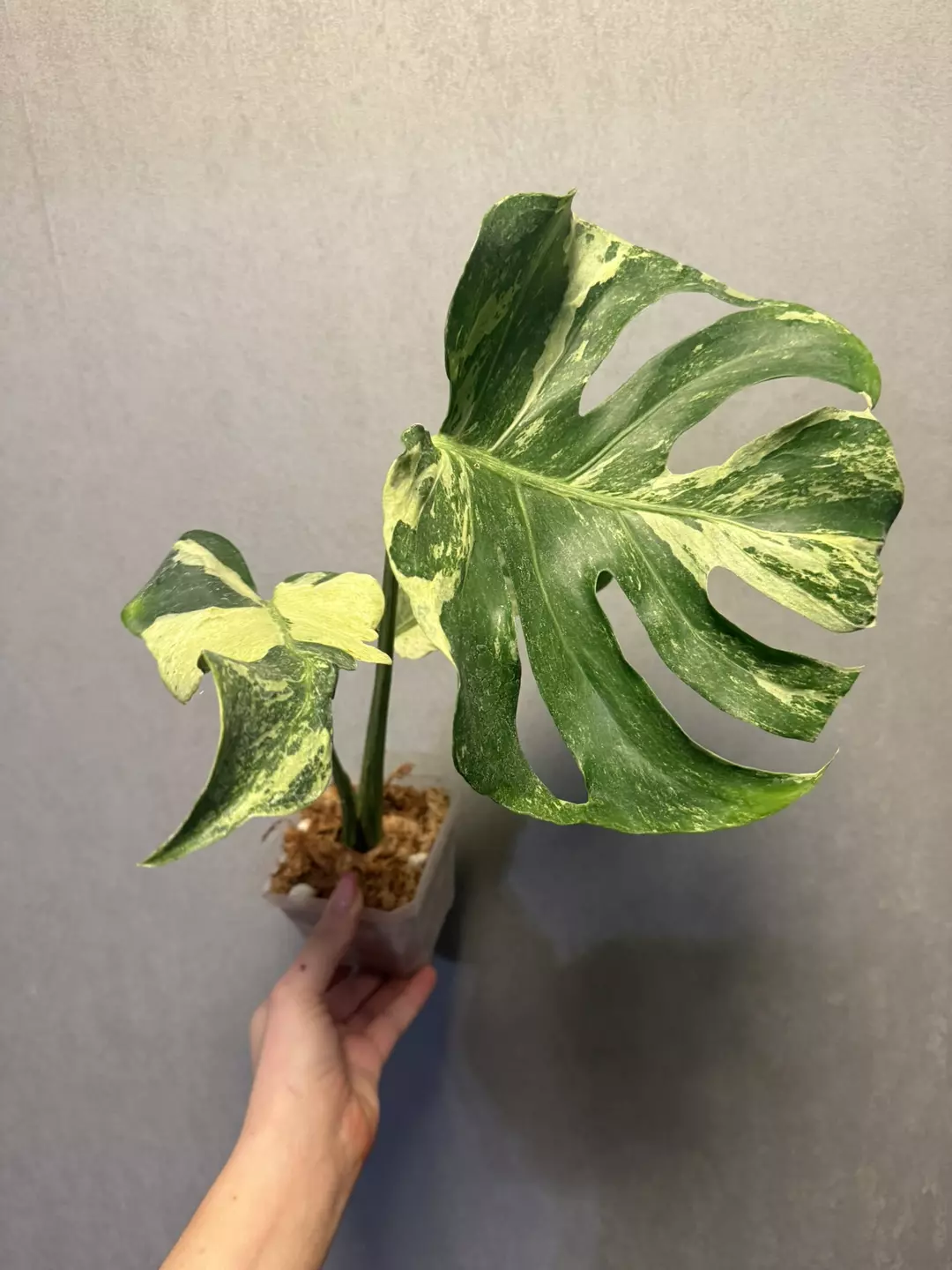 Monstera Masterpiece thumbnail