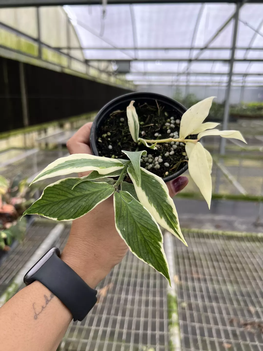 4” Hoya Polineura Variegated B - Exact Plant🌱 thumbnail