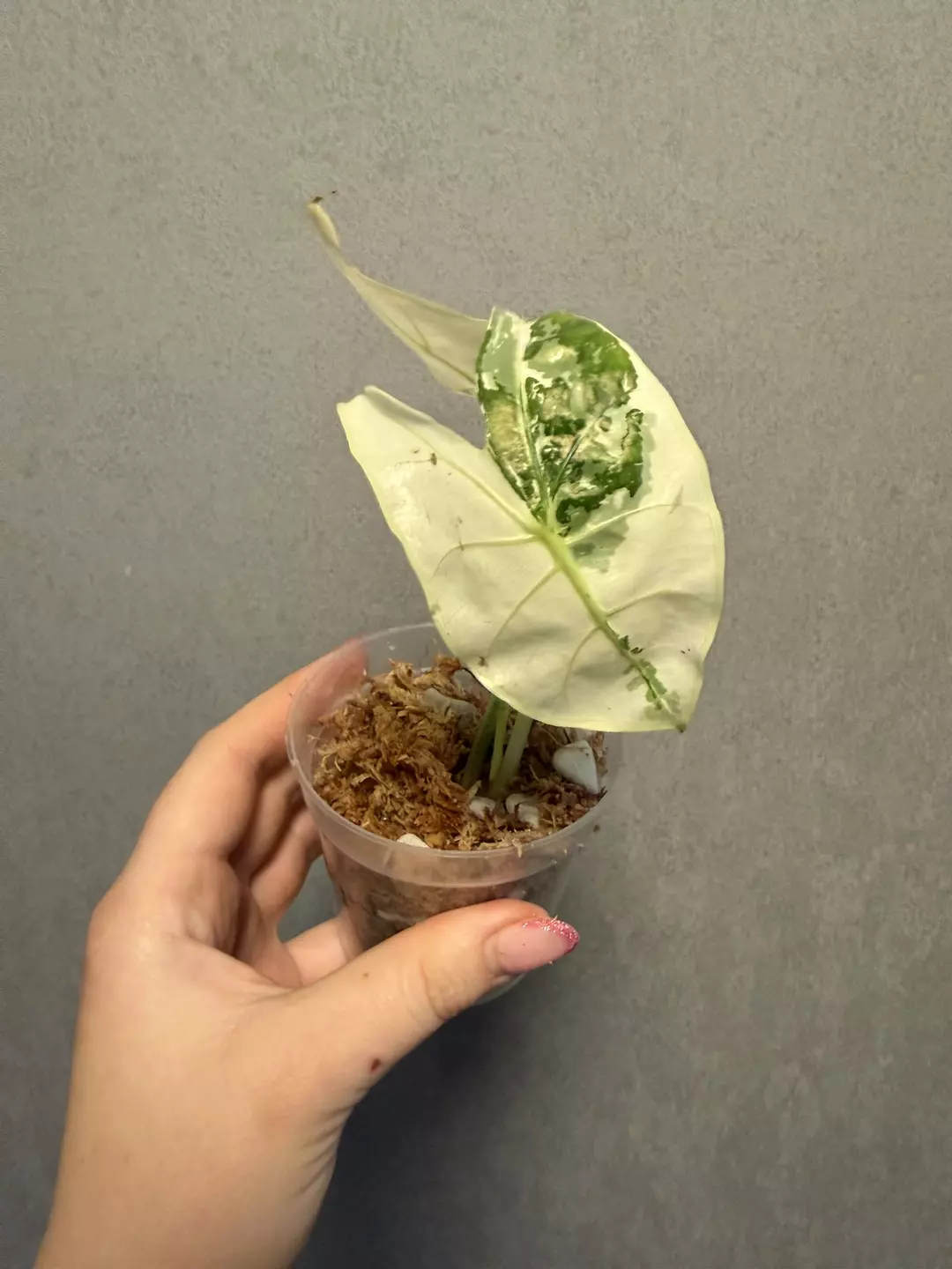 Alocasia Longiloba Albo pink back thumbnail