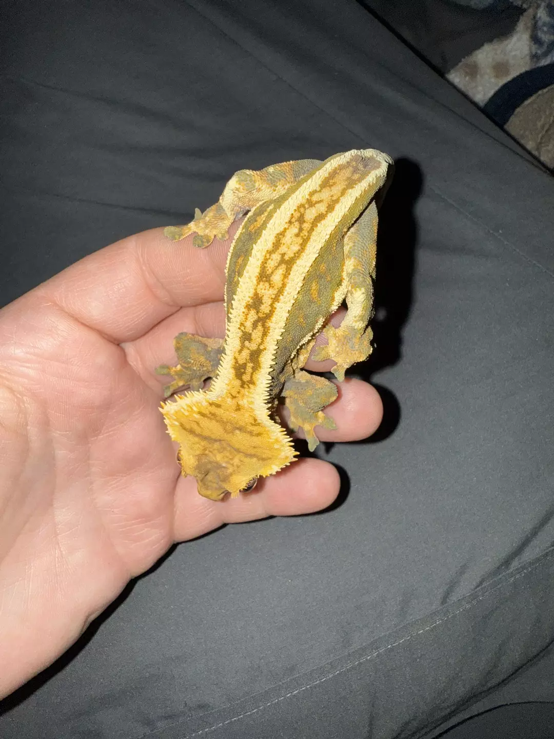 Proven super stripe male thumbnail