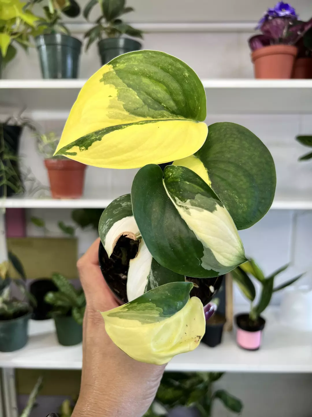 4” Scindapsus Jade Satin Variegated B - Exact Plant🌱 thumbnail