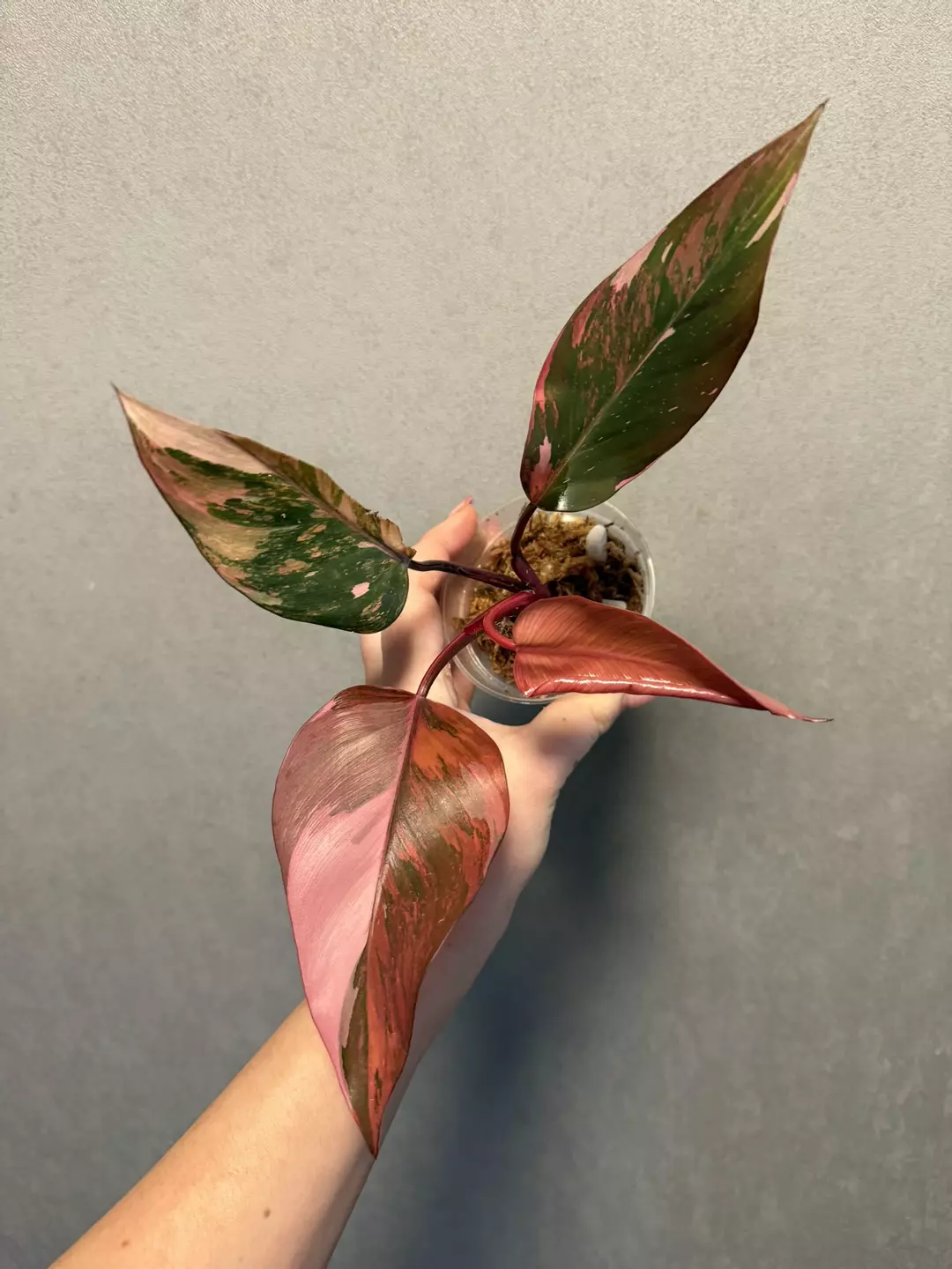 Philodendron Fire Princess thumbnail