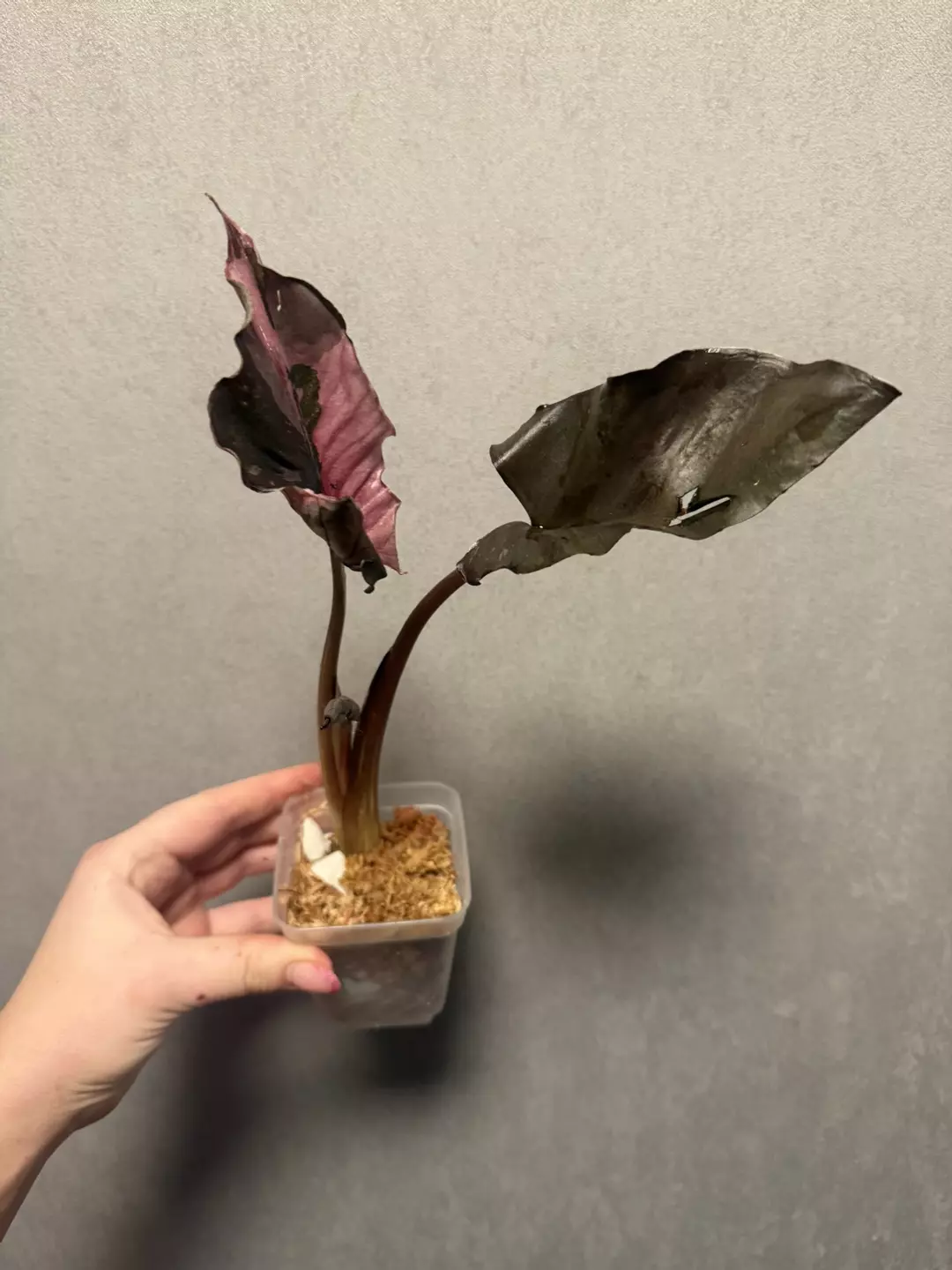Alocasia Serendipity Pink Mutation thumbnail