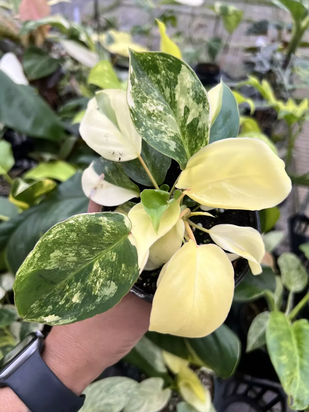 4” Philodendron Variegated Burle Marx D - Exact Plant🌱 thumbnail