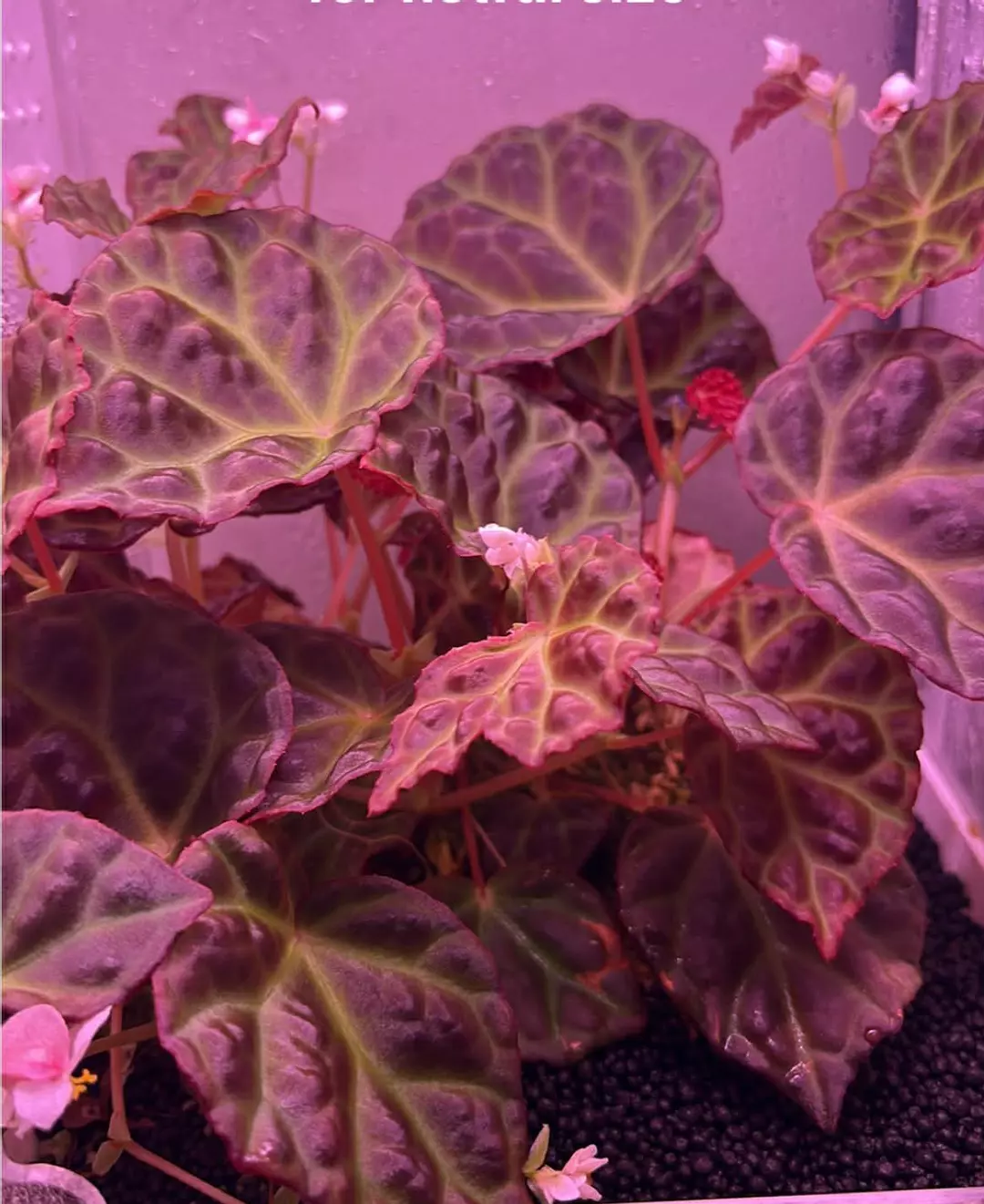 Begonia Dracopelta x Sarawak thumbnail