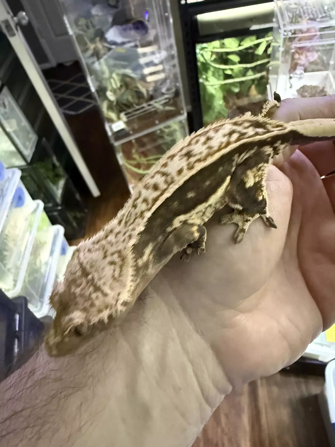 Proven pinstripe white wall female thumbnail