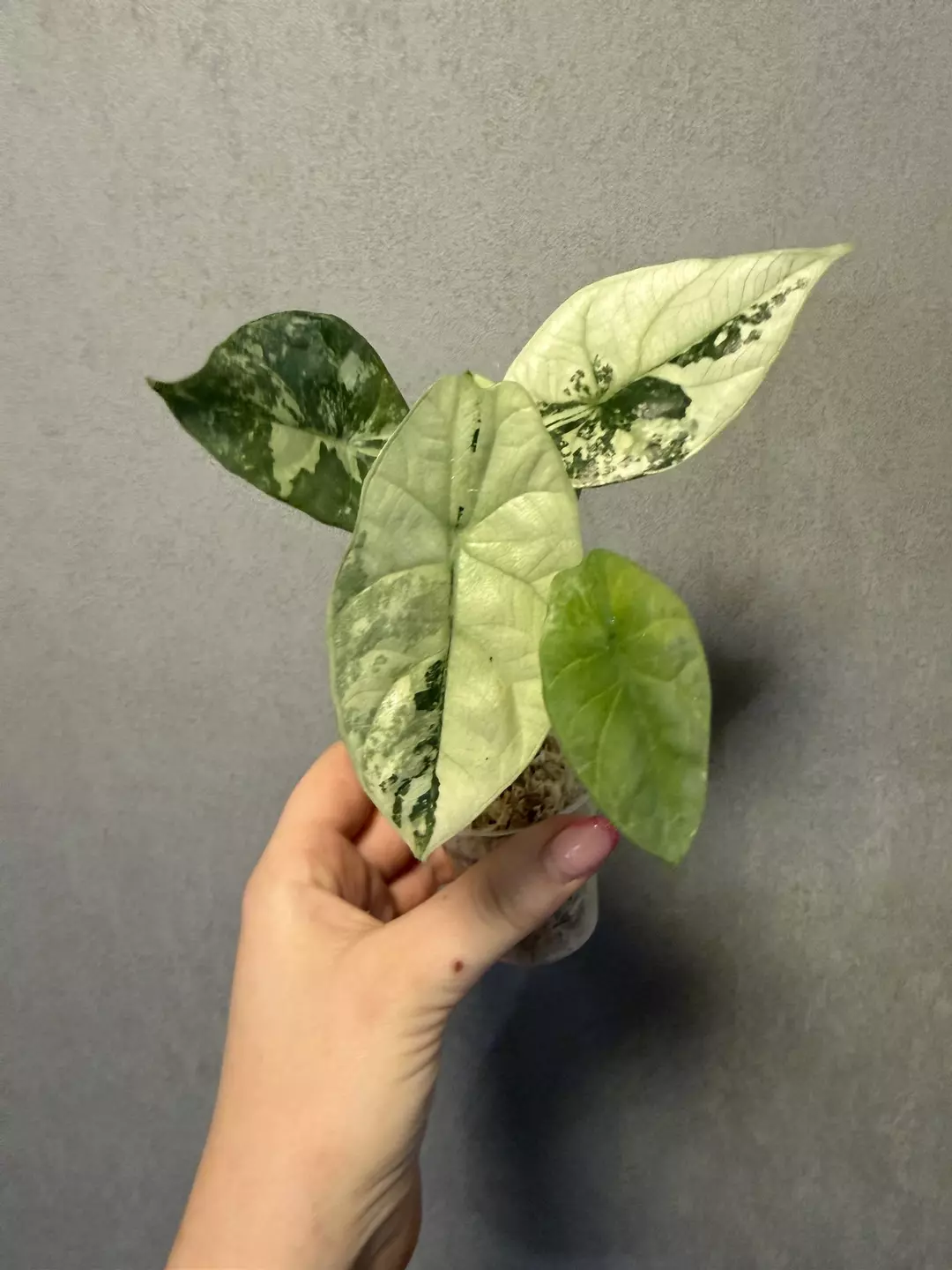 Alocasia Sinuata Albo thumbnail