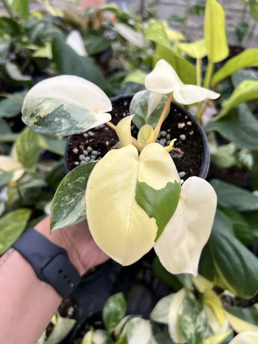 4” Philodendron Variegated Burle Marx A - Exact Plant🌱 thumbnail