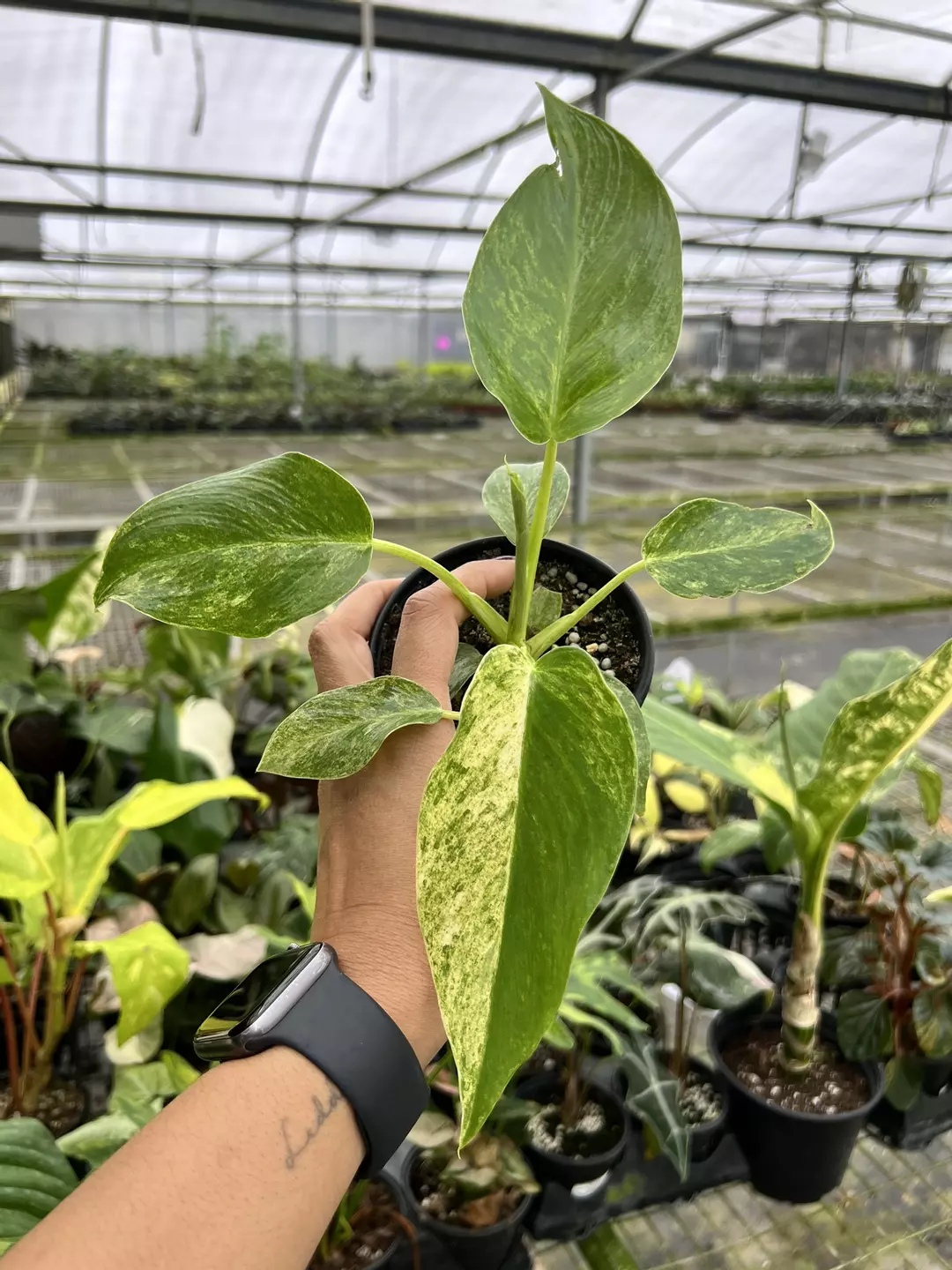 4” Philodendron Giganteum Blizzard - Exact Plant🌱 thumbnail