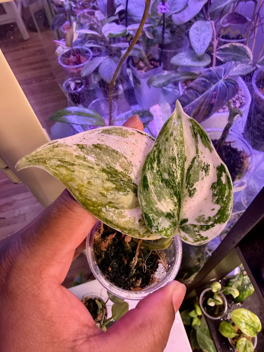 Scindapsus mutya thumbnail