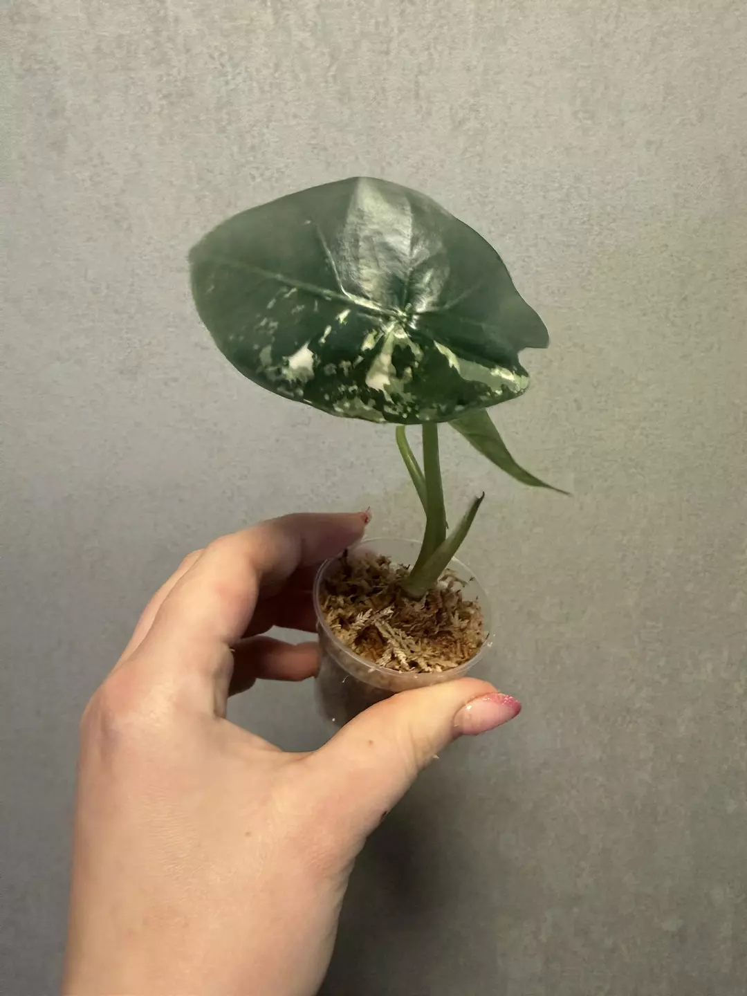 Alocasia Scabriuscula PINK thumbnail