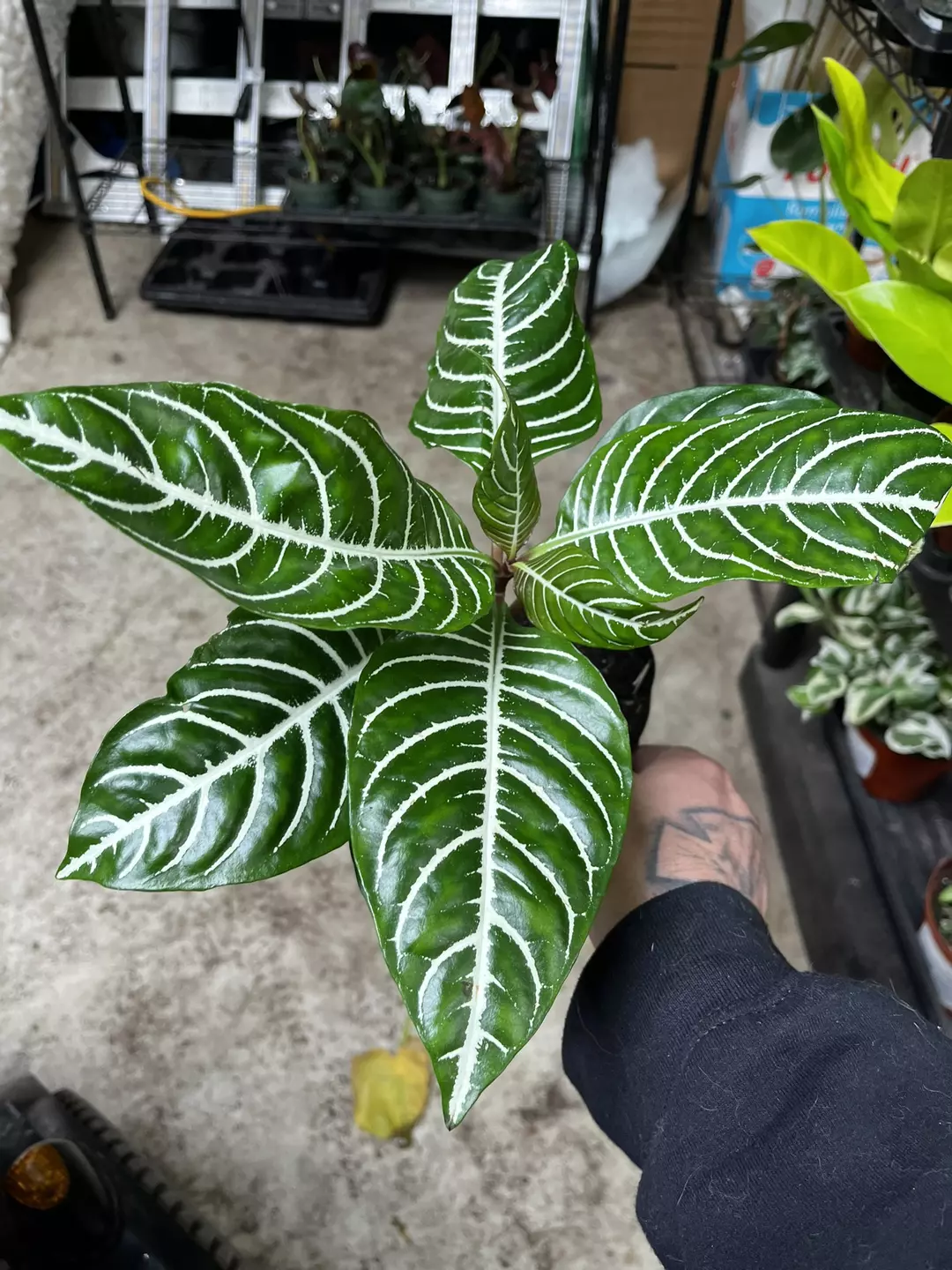 Zebra plant thumbnail