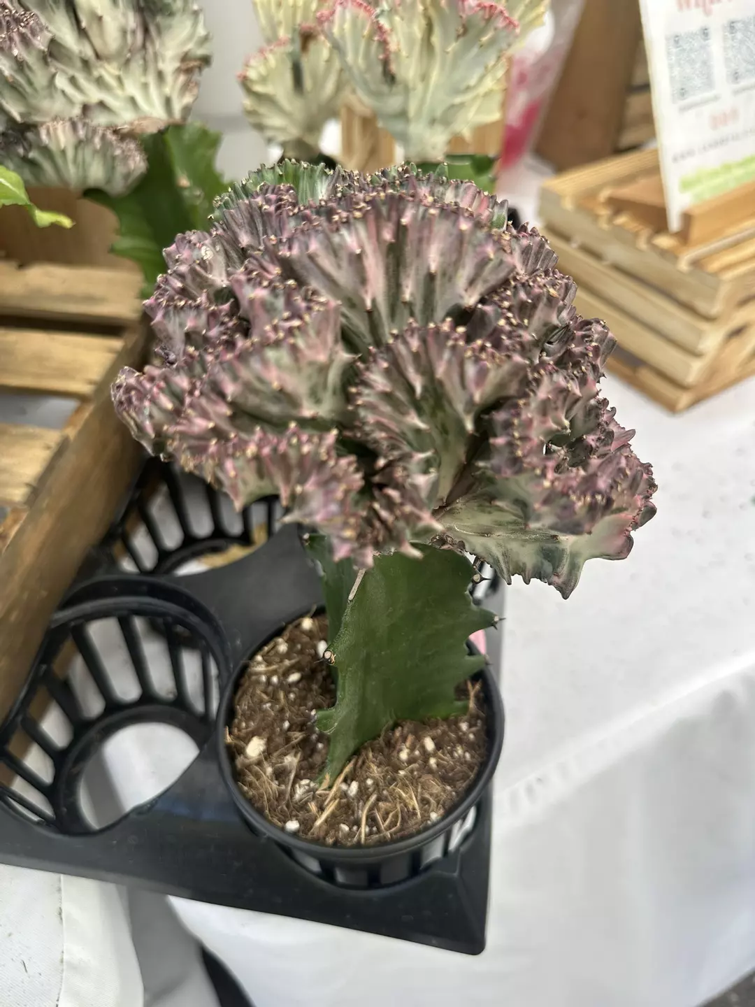 Purple mermaid cactus 4” pot thumbnail