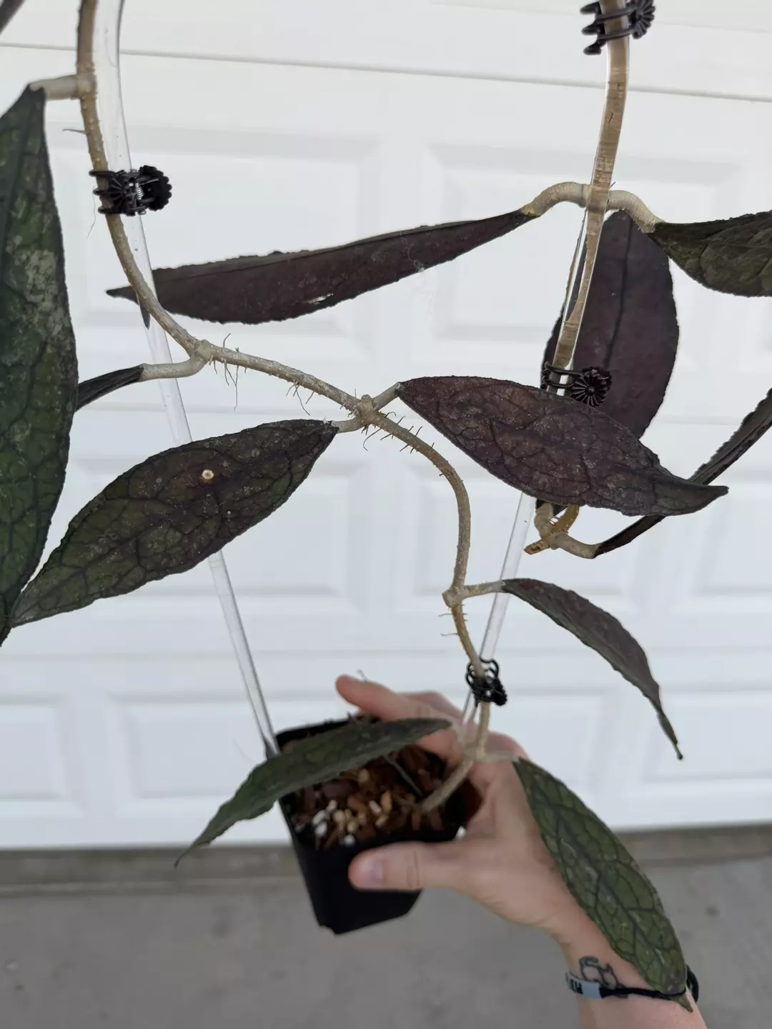 Hoya Clemensiorum Black Fresh Cut 2 leaf thumbnail