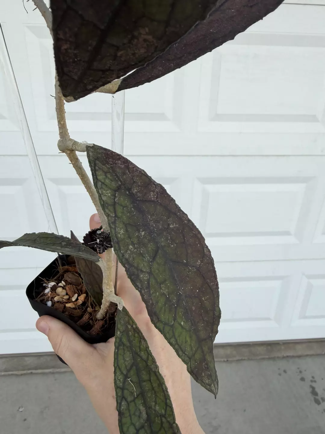 Hoya Clemensiorum Black Fresh Cut 1 leaf thumbnail