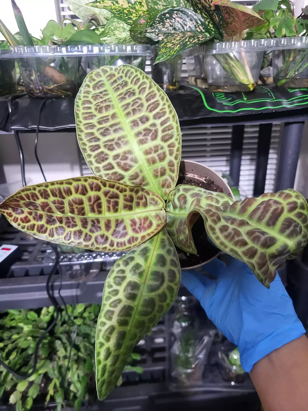 Labisia kura kura thumbnail