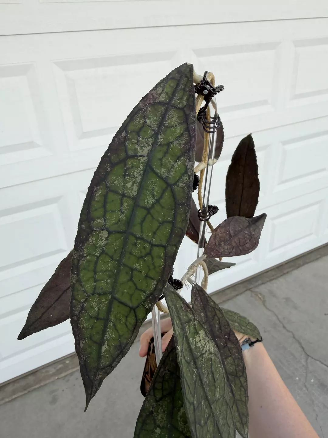 Hoya Clemensiorum Black Fresh Cut 1 leaf thumbnail