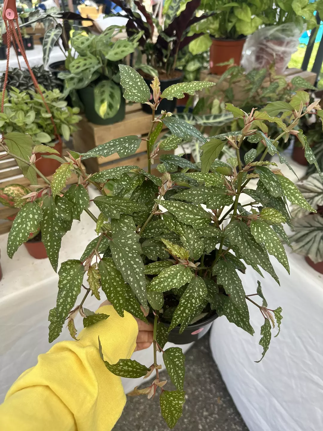 Angel wing Medora 6” pot thumbnail