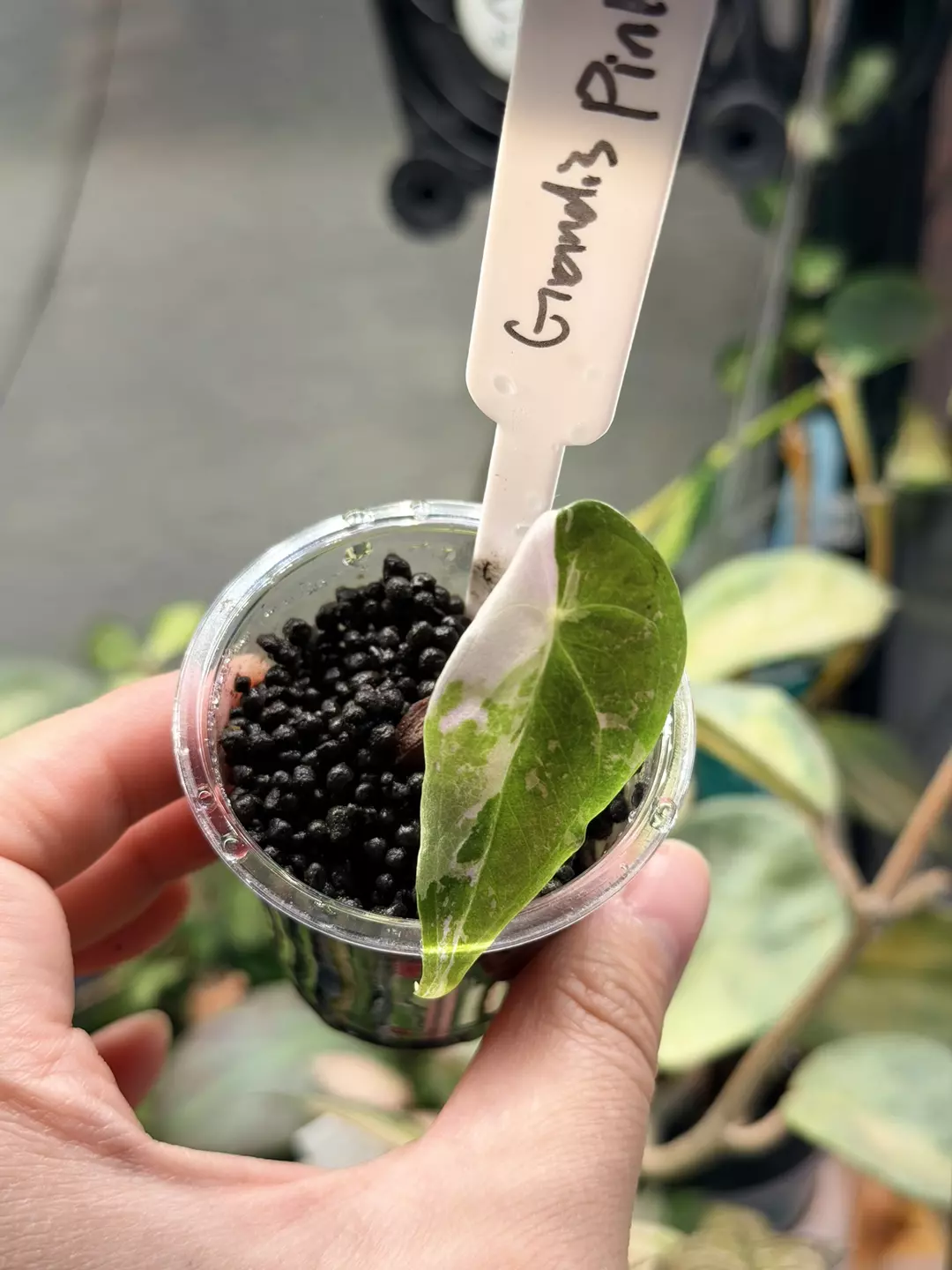 Grandis Pink corm grown, mama and sister pics in 2 and 3 thumbnail