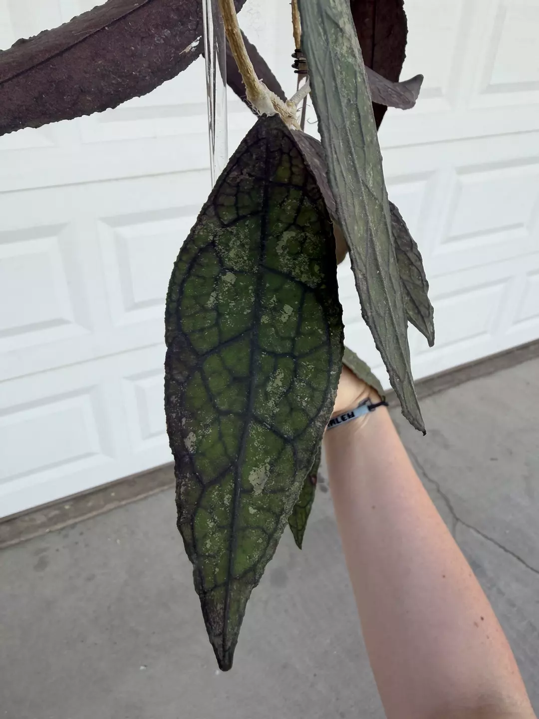 Hoya Clemensiorum Black Fresh Cut 1 leaf  thumbnail