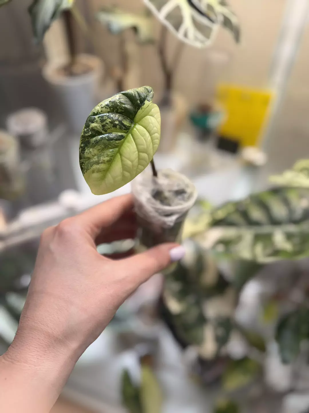 Alocasia Sinuata Albo thumbnail