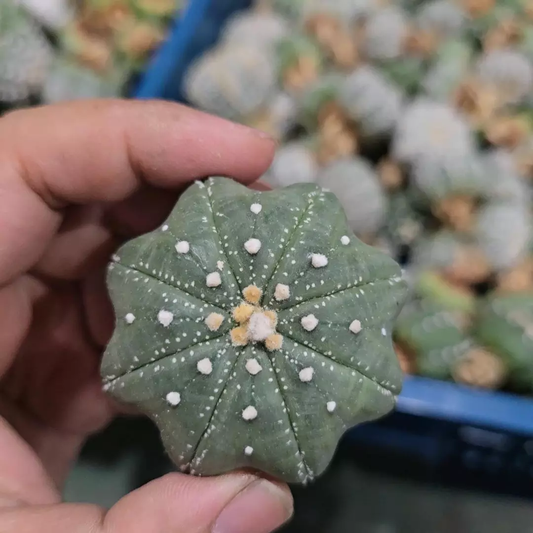 Astrophytum Yamamoto 1.5 to 2 in pot FRESHLY IMPORTED  thumbnail